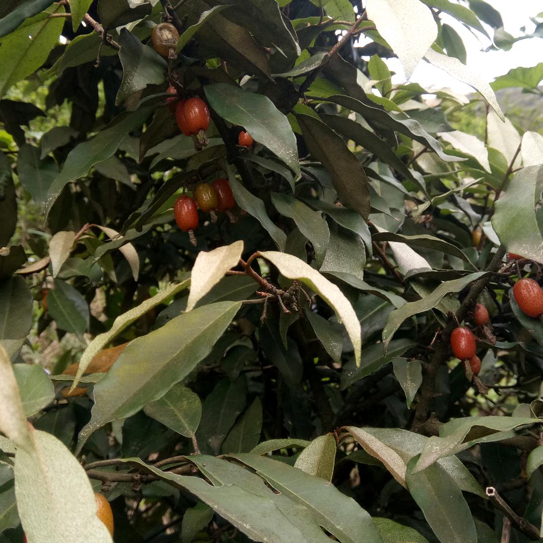 贵州醉美遵义🍎🍎