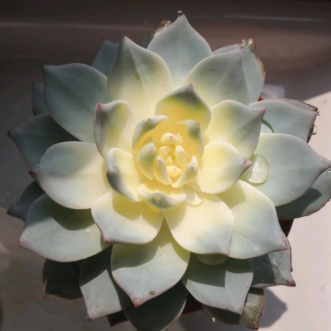 天性曳舞阿陆