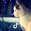 安静de猫