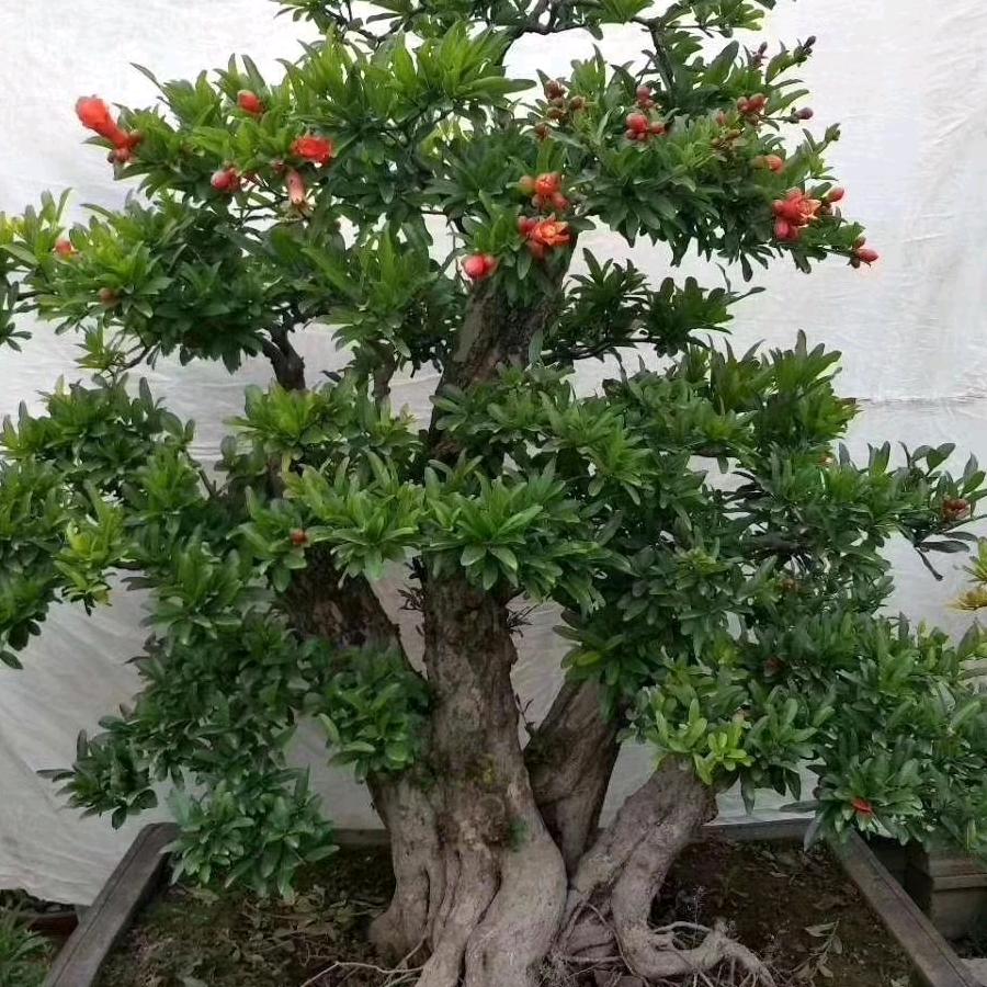 花多花园艺