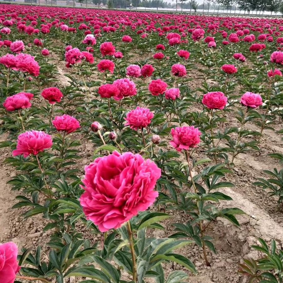 安兴芍药园