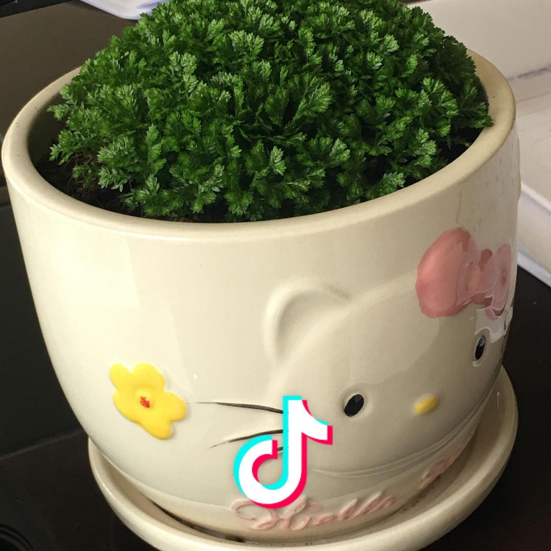 普罗旺斯的小绿地