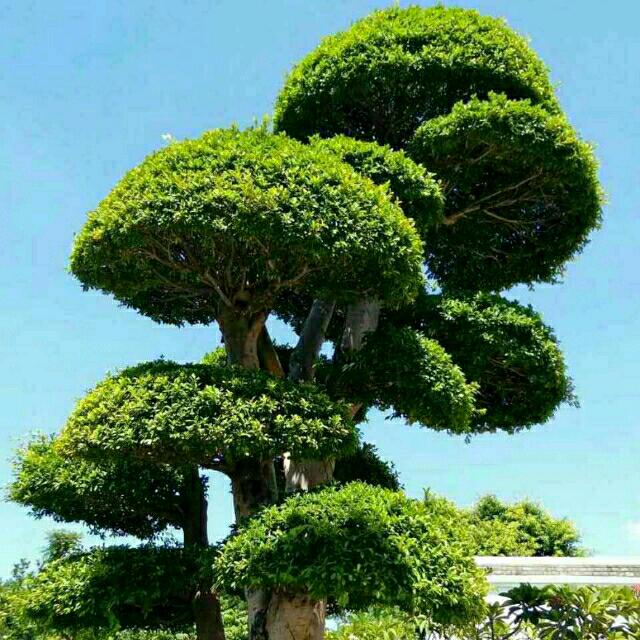 @平平淡淡