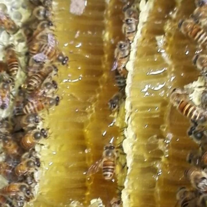 桐柏山野蜂蜜刘宏成