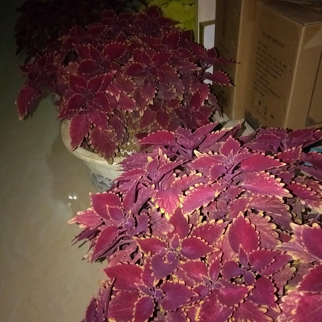 余姚绿化养护改造