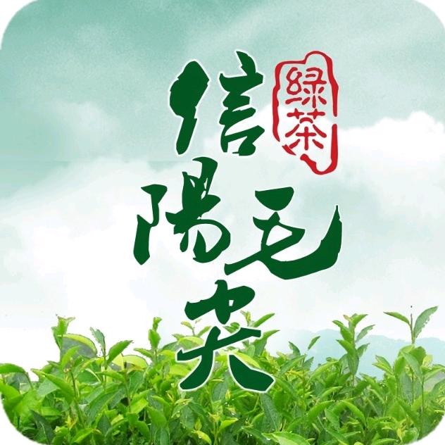 信阳毛尖