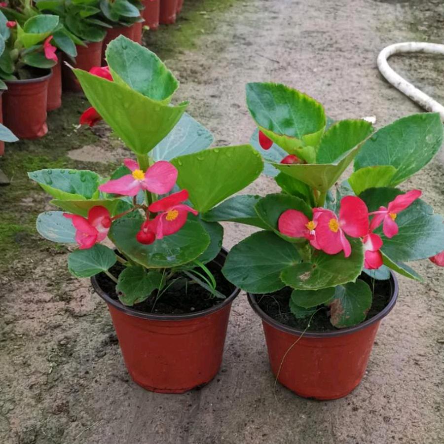 蔡淘气花卉基地