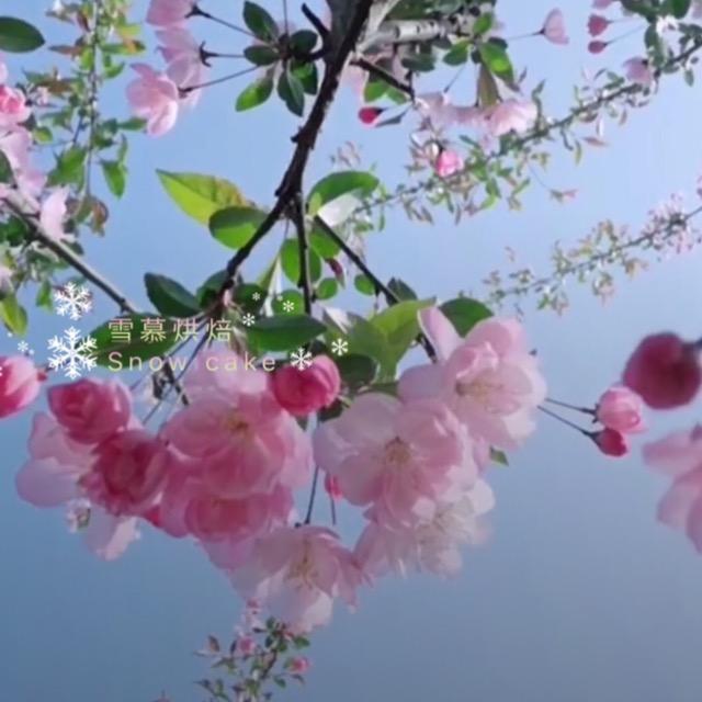 叶落<莎头>