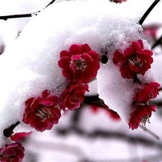 红梅傲雪