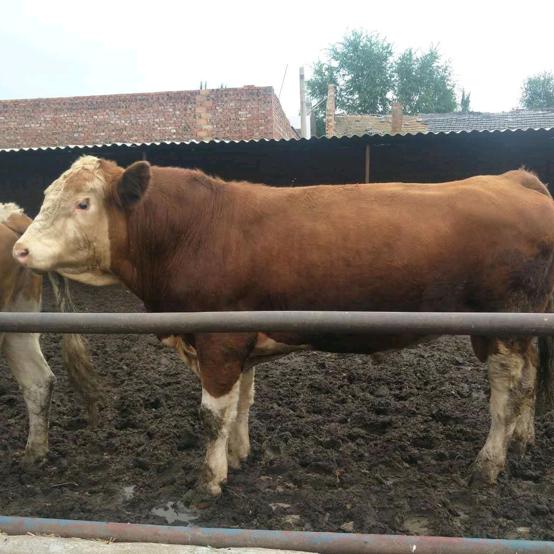 肉牛改良基地