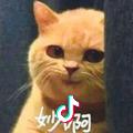 一只大橘猫