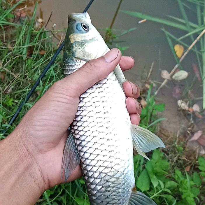 豆沙子omotco乁