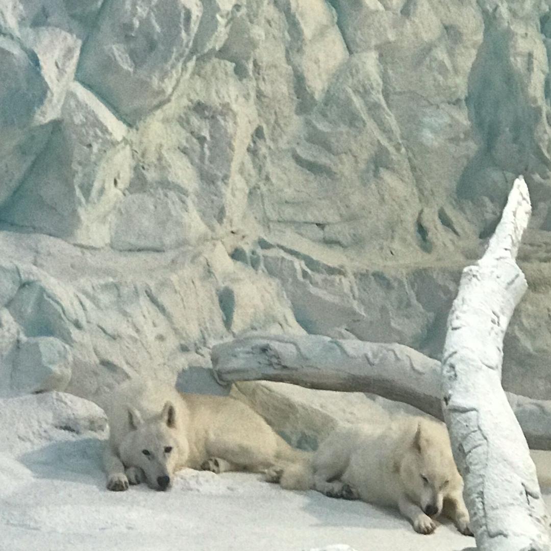 阳少