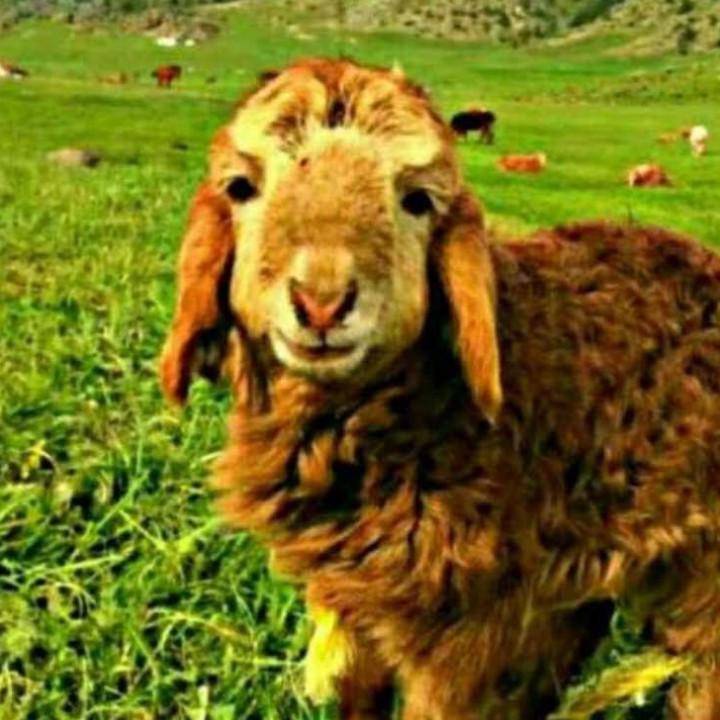 巴仕拜牧佳缘食品店