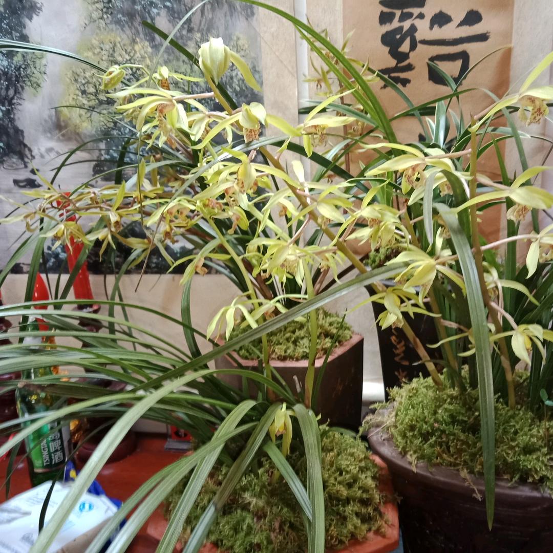 平安