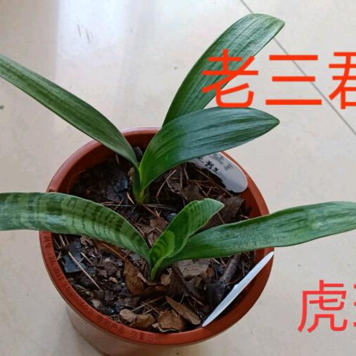 农民工-君子兰