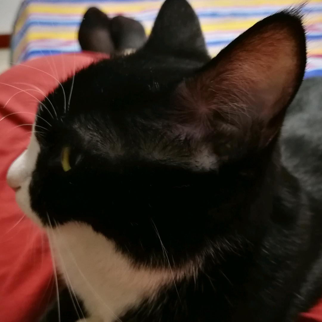 大蜗牛