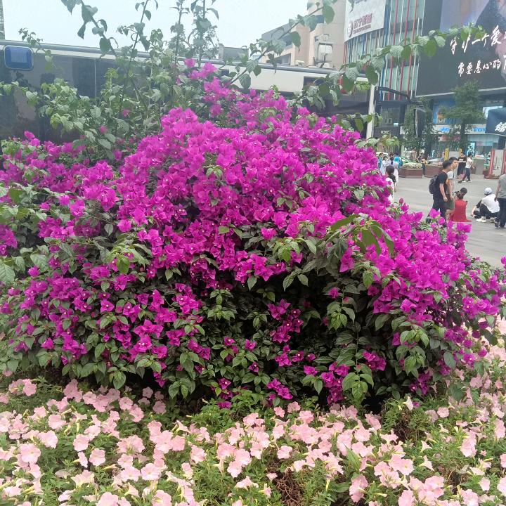 花儿为什么这样红