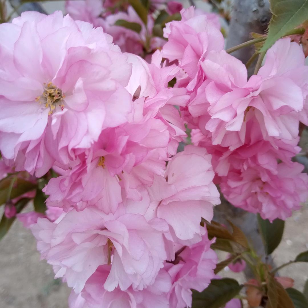 春暖花开