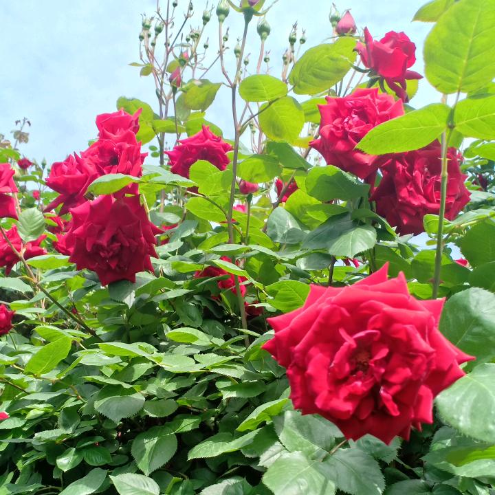 带刺的玫瑰🌹🌹