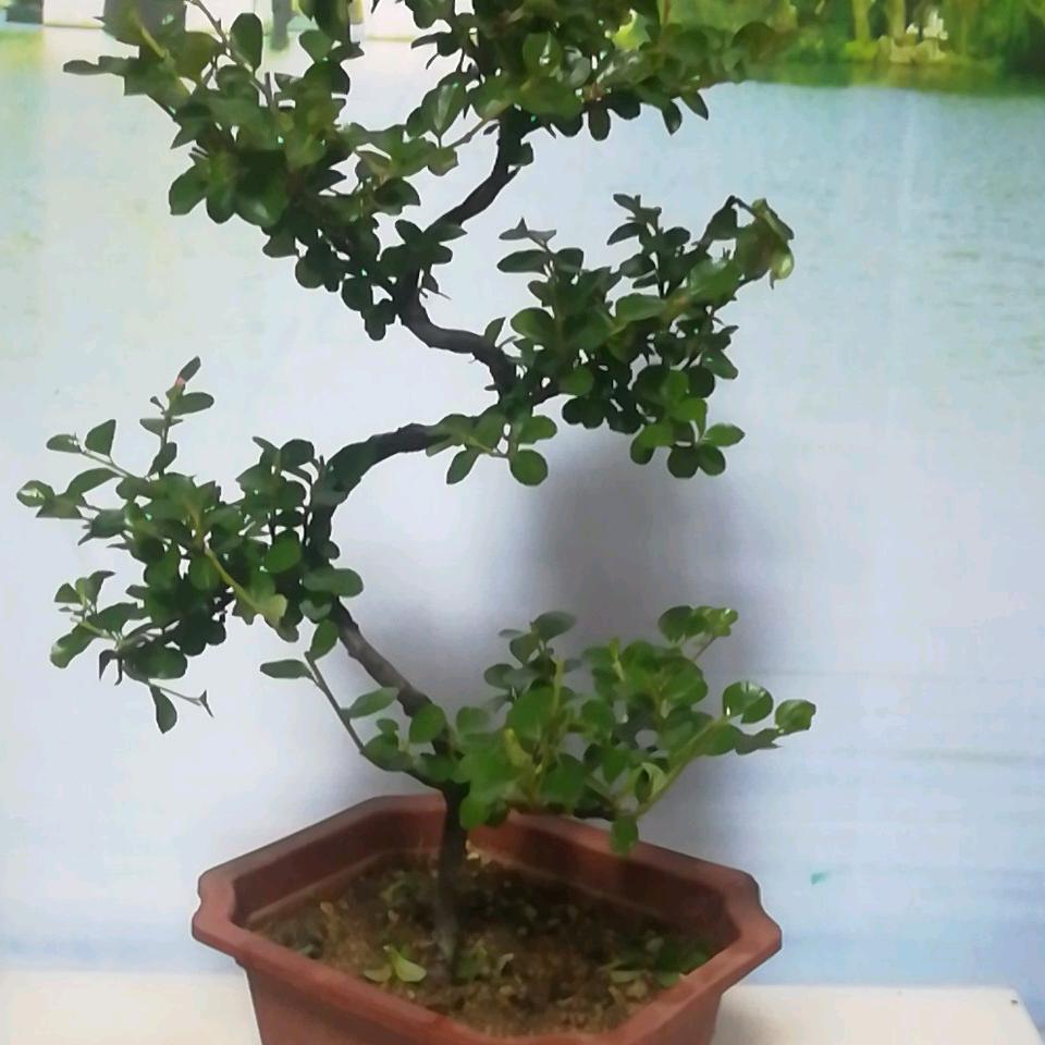 老王