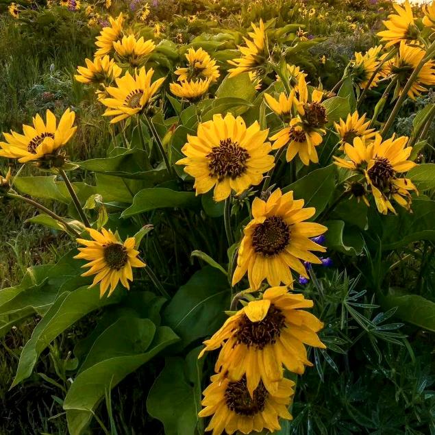 向日葵🌻