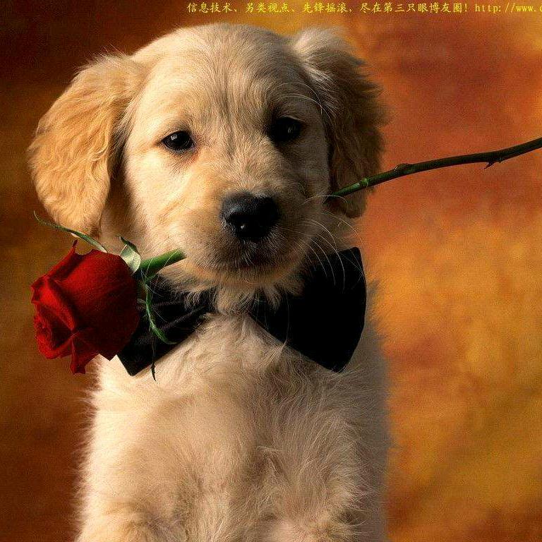 ༺沧笙兮踏歌༻