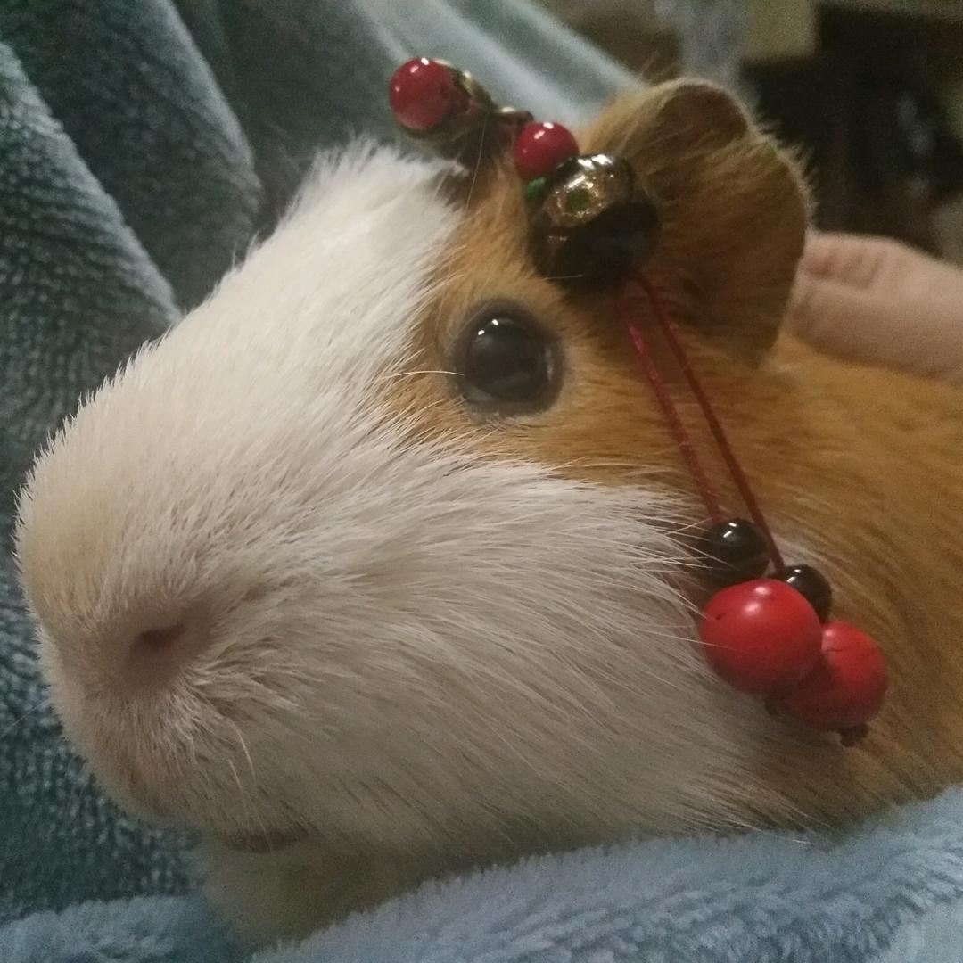 喵喵(^･ｪ･^)