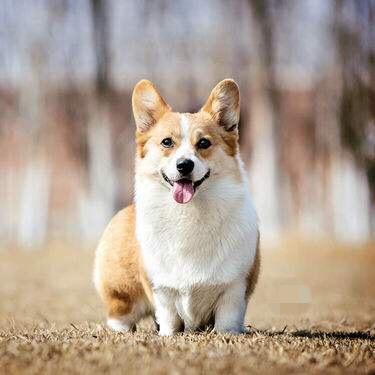 犬夫子