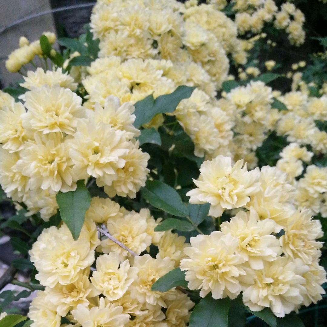 花开的声音