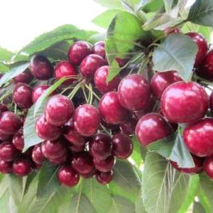 劳务王樱桃采摘园