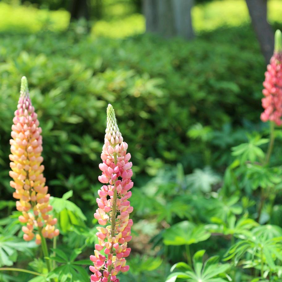 心花怒放的花瓣