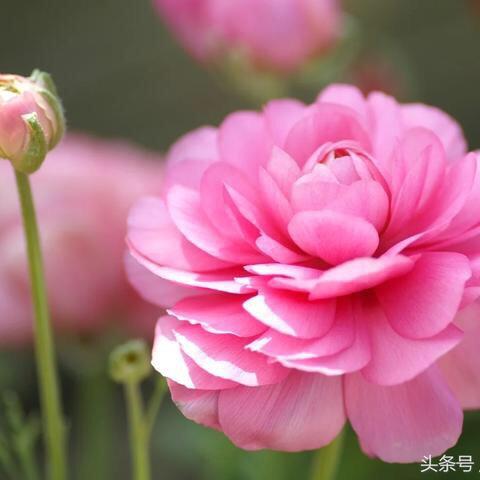 蔷薇浅醉