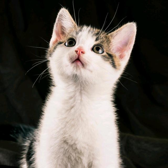 猫大人