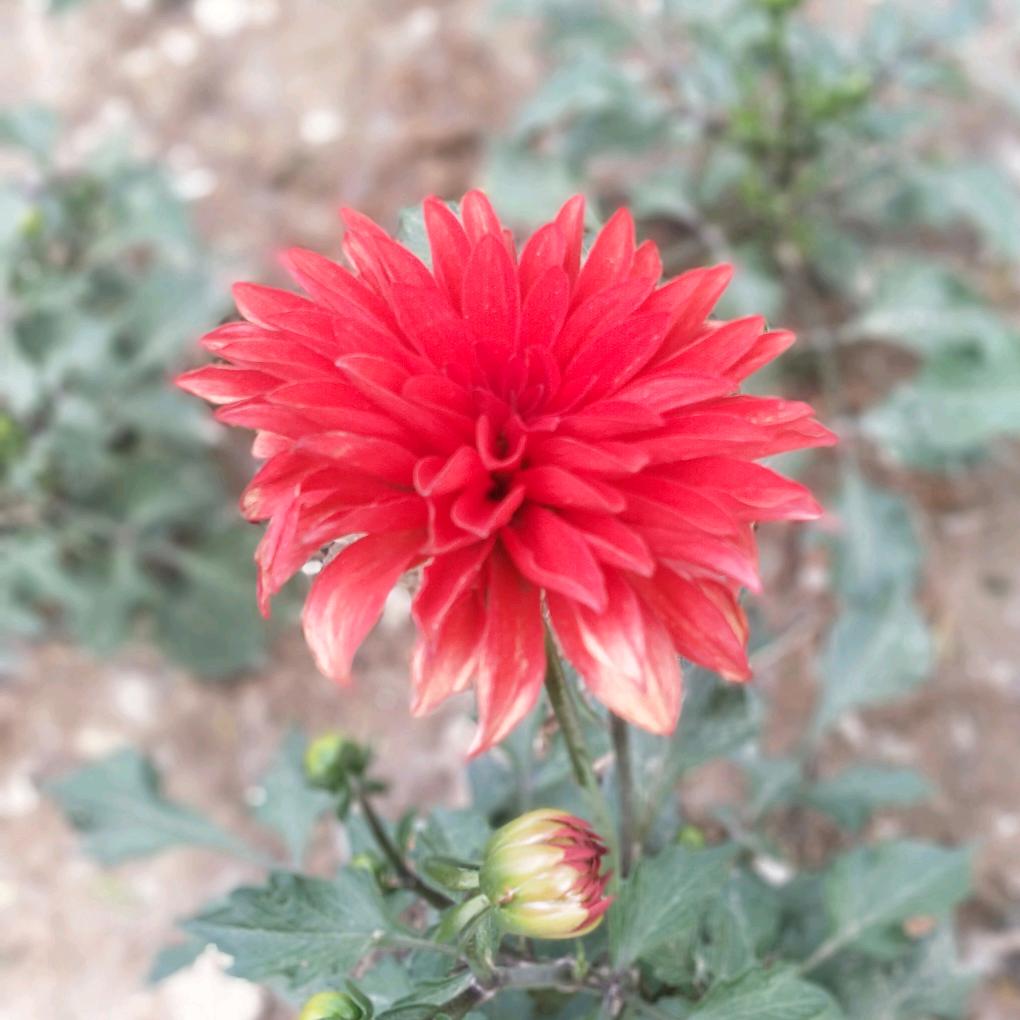 你是我的那抹绿