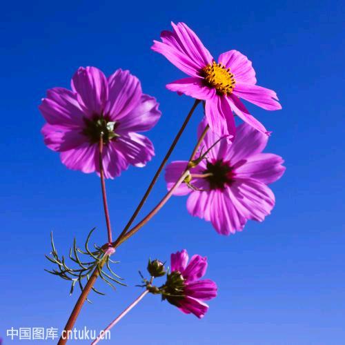 格桑花🌈