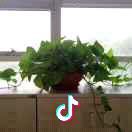 小雷6