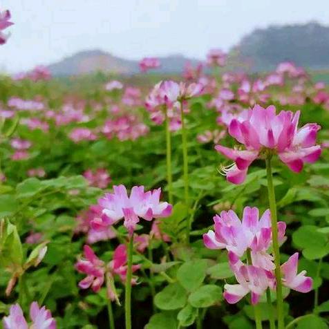 苏苏姐