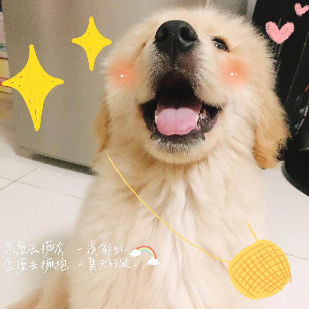 金毛大王❤️