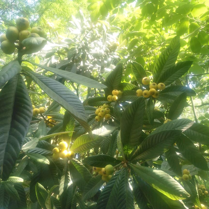 乐人码头球幕悬空飞行影院