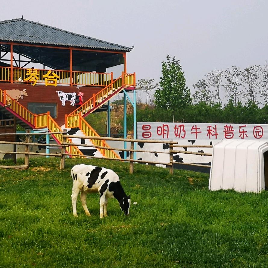昌明奶牛牧场