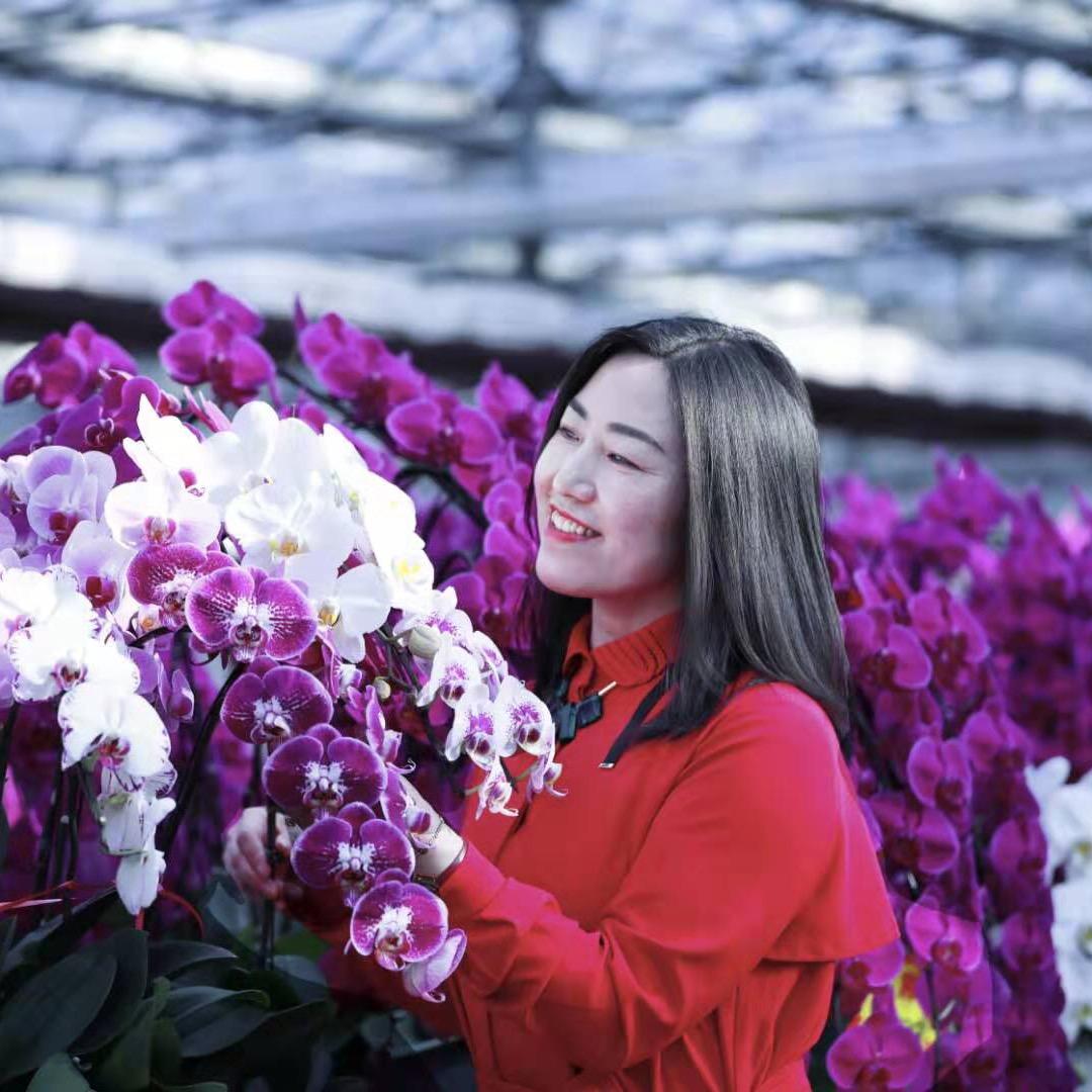 付老师的蝴蝶兰