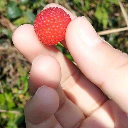 ☘️🌹美朵吉🙏🌹