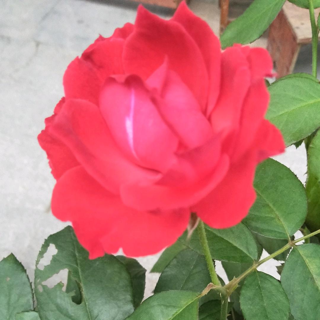 🌈雨后彩虹❤️🤳