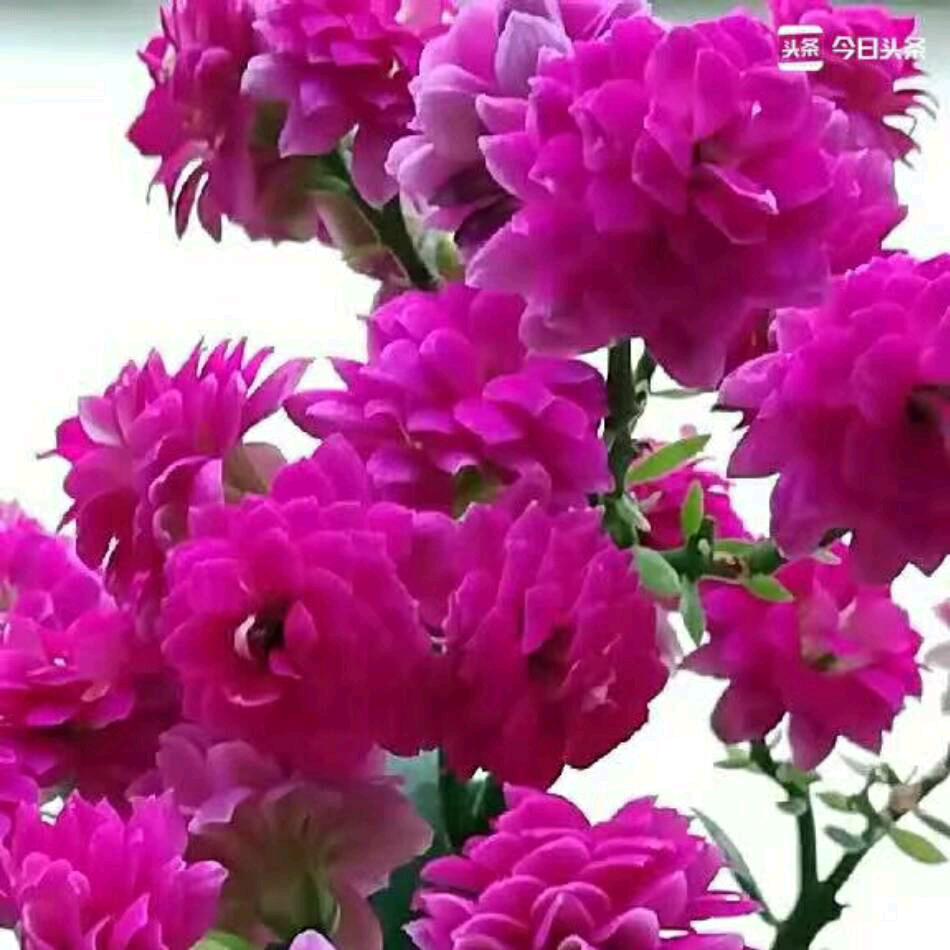 🍃᭄凡尘🌿🌸清心᭄🌹🍃