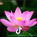 荷花@抖音