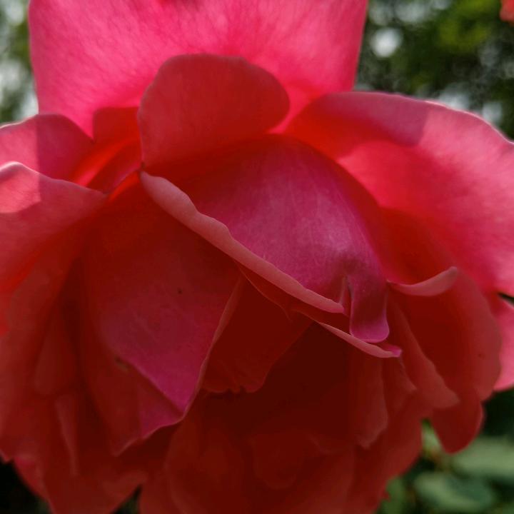 石未石锅菜