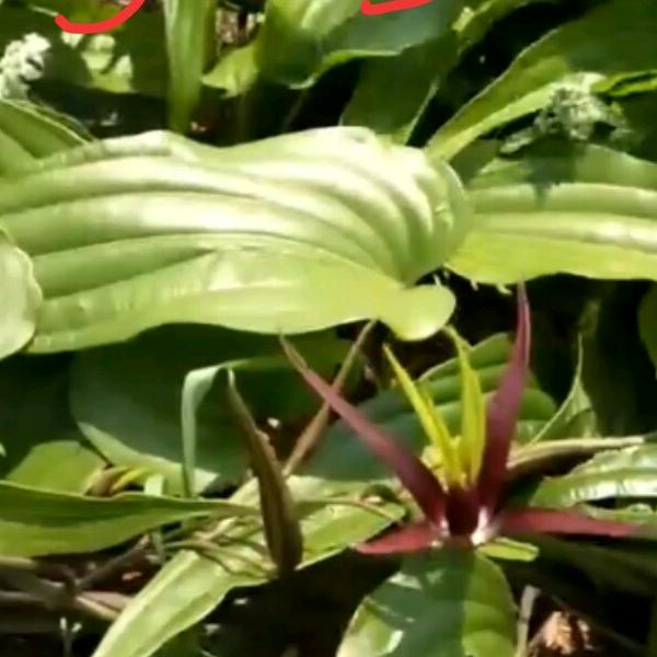 玉鼎农业老唐农产品