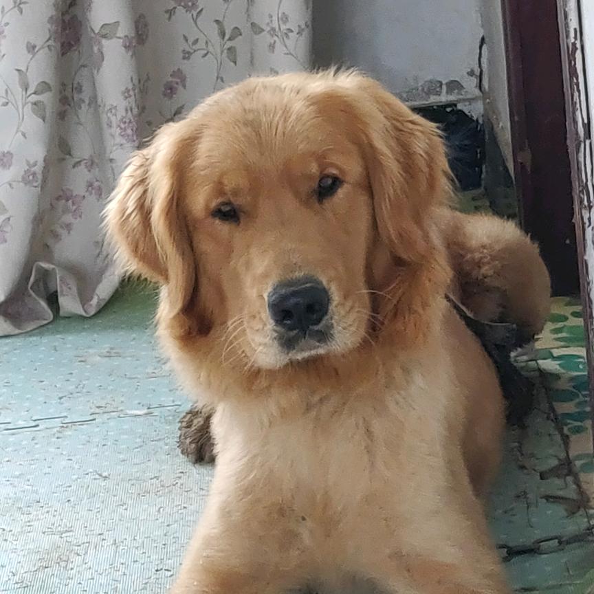 喜饼