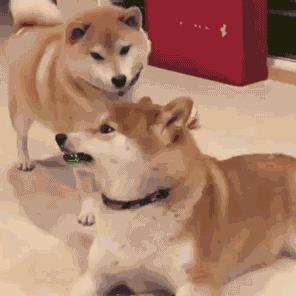 僖子哥